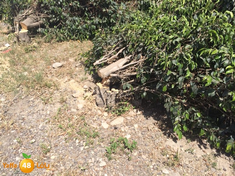 kenan 7ashouna 0503 (1).JPG